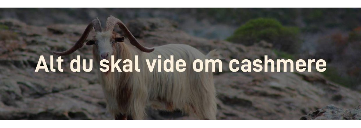 Alt du skal vide om cashmere